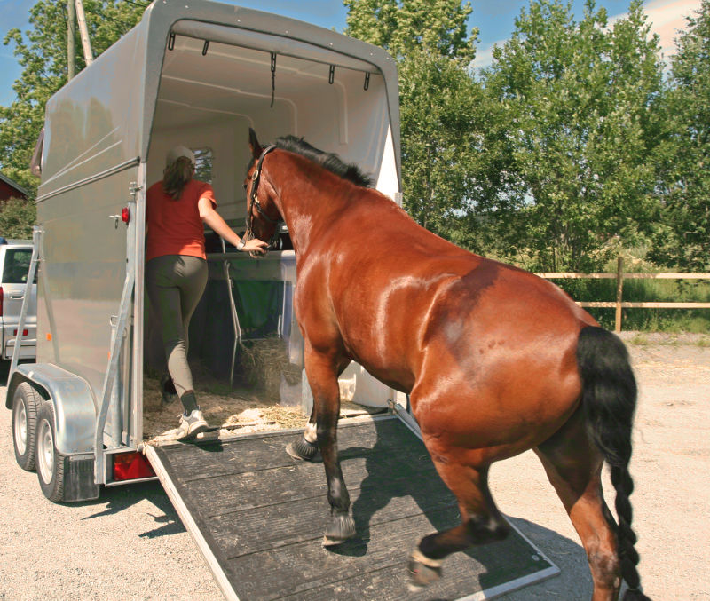 Transportversicherung für Pferdehalter